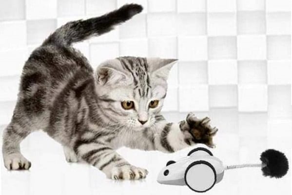 guide-achat-souris-telecommandee-chat